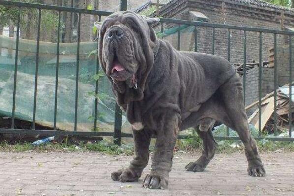 世界十大最危險猛犬，世界猛犬有哪些？